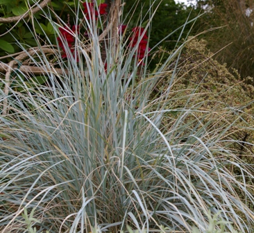 Elymus magellanicus