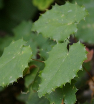 Epimedium pauciflorum