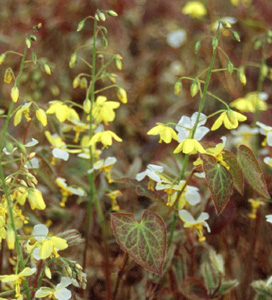 Epimedium pinnatum ssp. colchicum