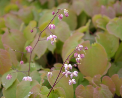 Epimedium pubigerum