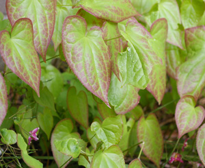 Epimedium rubrum