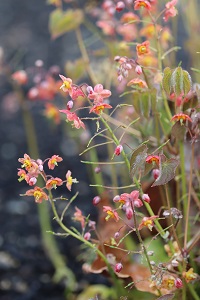 Epimedium warleyense