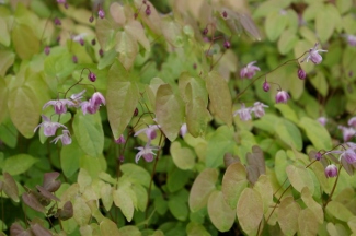 Epimedium youngianum 'Roseum'