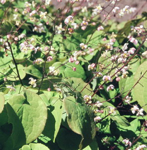 Epimedium youngianum) 'Roseum'