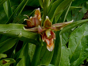 Epipactis gigantea