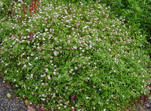 Erigeron karvinskianus 'Profusion'