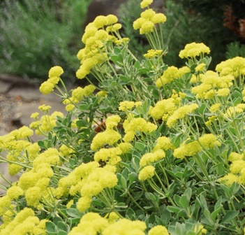 Eriogonum compositum