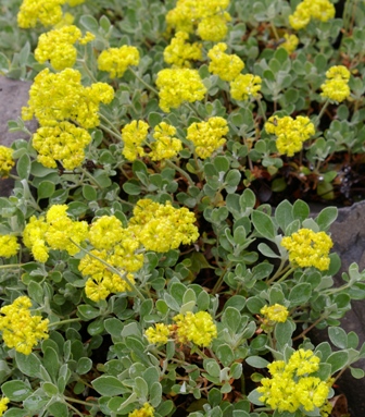 Eriogonum compositum (Form 2)