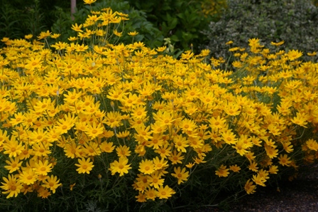 Eriophyllum lanatum