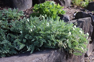 Erodium chrysanthum