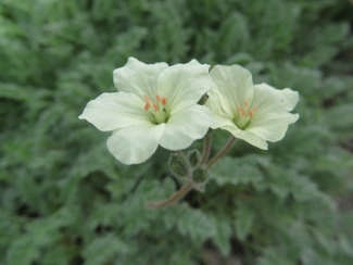 Erodium chrysanthum