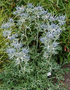 Eryngium bourgatii