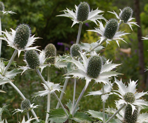 Eryngium giganteum