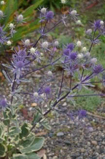 Eryngium 'Jade Frost' PP17,370