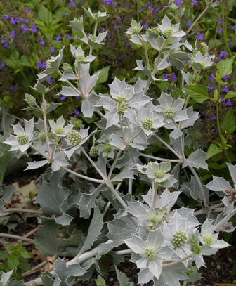 Eryngium maritima