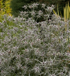 Eryngium variifolium