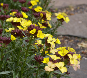 Erysimum 'John Codrington'