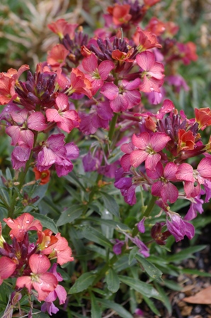 Erysimum 'Wenlock Beauty'