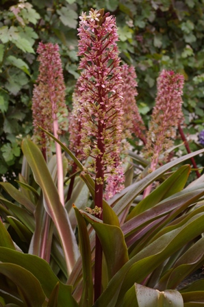 Eucomis comosa 'Oakhurst'