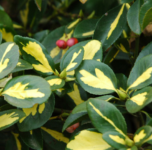 Euonymus 'Blondy'