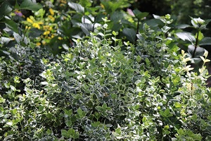 Euonymus fortunei 'Emerald Gaiety'