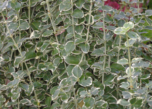 Euonymus fortunei 'Emerald Gaiety'