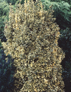 Euonymus fortunei 'Silver Queen'