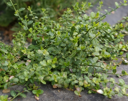 Euonymus fortunei 'Kewensis'