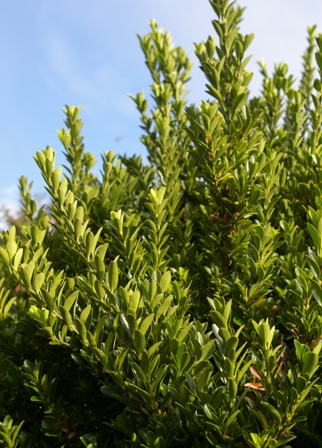 Euonymus japonicus 'Green Spire'