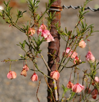 Euonymus nanus var. turkestanicus