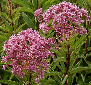 Eupatorium maculatum 'Atropurpureum'