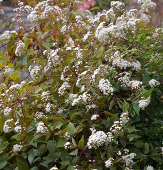 Eupatorium rugosum 'Chocolate'