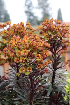 Euphorbia 'Blackbird'