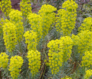Euphorbia characias 'Humpty Dumpty'