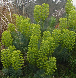 Euphorbia characias subsp wulfenii