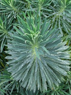 Euphorbia characias ssp. wulfenii 'Joy Creek Dwarf'