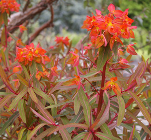 Euphorbia griffithii 'Dixter'