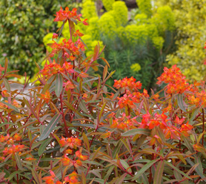 Euphorbia griffithii 'Fire Charm'