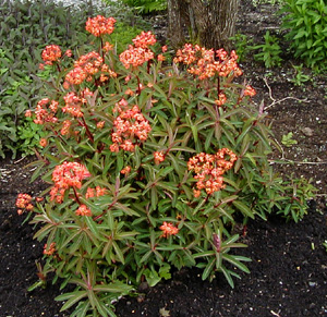 Euphorbia griffithii 'Fire Glow'