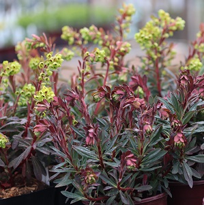 Euphorbia martinii