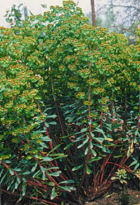 Euphorbia martinii