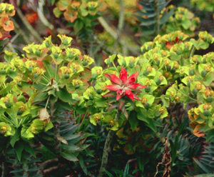 Euphorbia rigida
