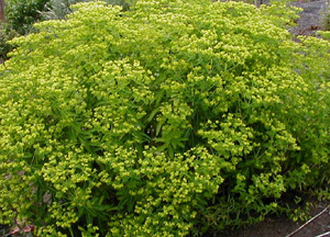 Euphorbia schillingii