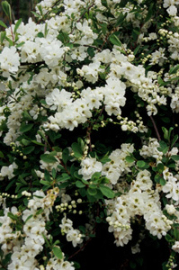 Exochorda macrantha) 'The Bride'