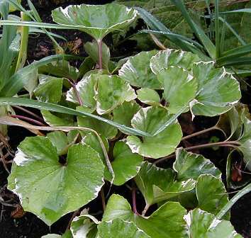 Farfugium japonicum 'Argenteum'