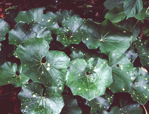 Farfugium japonicum 'Aureomaculatum'