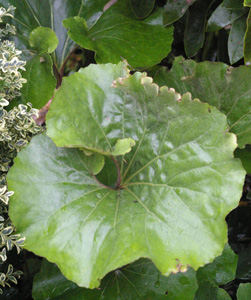 Farfugium japonicum 'Cristata'