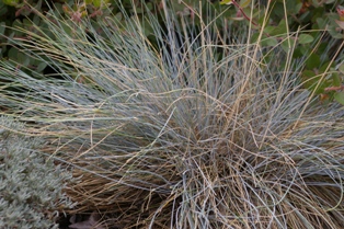 Festuca idahoensis 'Siskiyou Blue'