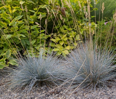 Festuca glauca 'Elijah Blue'