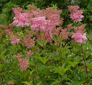 Filipendula rubra 'Venusta'